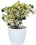 Aralia Indoor Decorative Plant