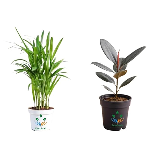 Areca Palm + Rubber Plant Combo (Pack of 2)