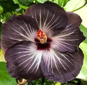 Australian Black Hibiscus Live Flower Plant | Rare Multi-Color Rose Mallow Hybrid