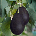 PlantExotic Black Hass Variety Avocado Grafted Live Plant | Sweet Variety