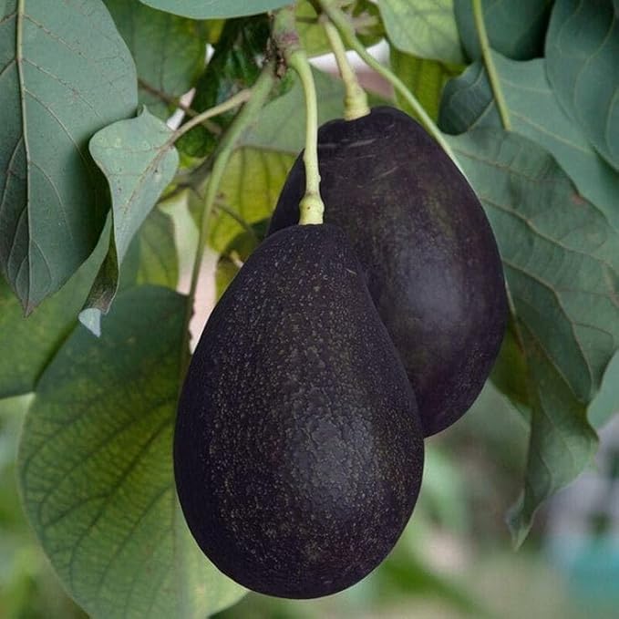 PlantExotic Black Hass Variety Avocado Grafted Live Plant | Sweet Variety