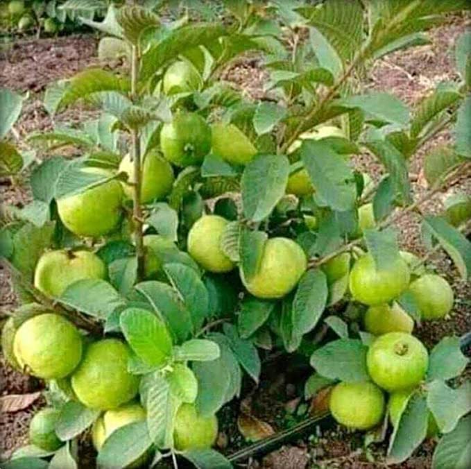Banarasi Guava Grafted Plant | Premium Live Amrud Fruit Plant for Home Garden & Terrace Gardening | Fast Growing High Yield Guava Plant