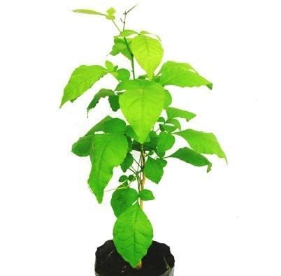 Bel Tree (Aegle Marmelos) Live Plant | Bilva Patra