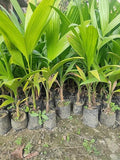 Betel Nut (Supari) Areca Palm Plant
