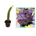 Black Dragon Fruit Plant
