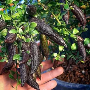 PLANT EXOTIC Black Finger Lemon|Lime,Kala Nimboo, Long Finger Citrus Australasica Lemon Grafted Original Variety Healthy and Hybrid Plant Fruit After 1 Year