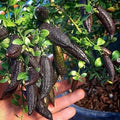 PLANT EXOTIC Black Finger Lemon|Lime,Kala Nimboo, Long Finger Citrus Australasica Lemon Grafted Original Variety Healthy and Hybrid Plant Fruit After 1 Year