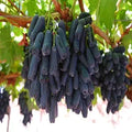 Black Grape (Beauty Seedless) Grafted Plant