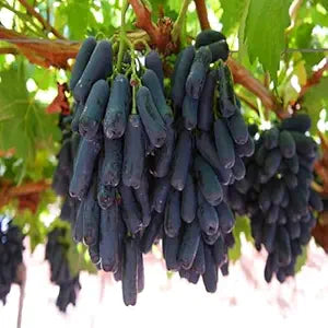 Black Grape (Beauty Seedless) Grafted Plant
