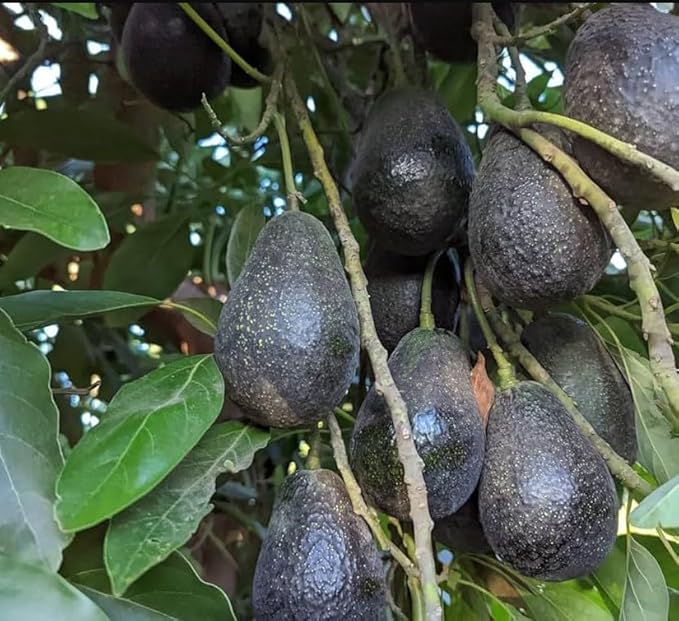 Black Hass Avocado Grafted Plant