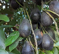 Black Hass Avocado Grafted Plant