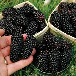 Black Mulberry (Shahtoot) Fruit Plant