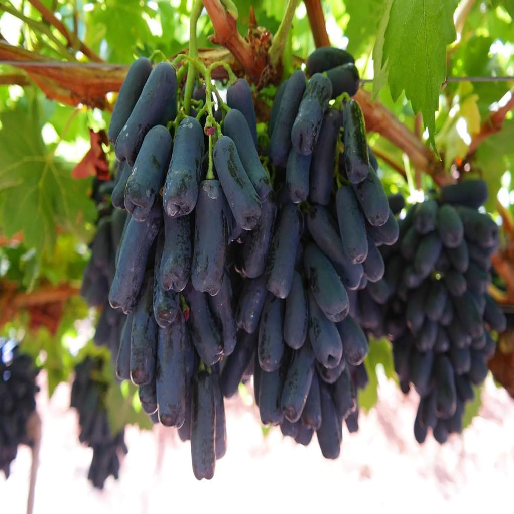 Black Sharad Seedless Grape Plant