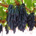 Black Sharad Seedless Grape Plant