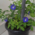 Premium Blue Aprajita Flower (Butterfly Pea) | Natural Herbal Tea Flowers for Detox, Skin Care & Wellness | Dried Blue Pea Flowers Hygienically Packed