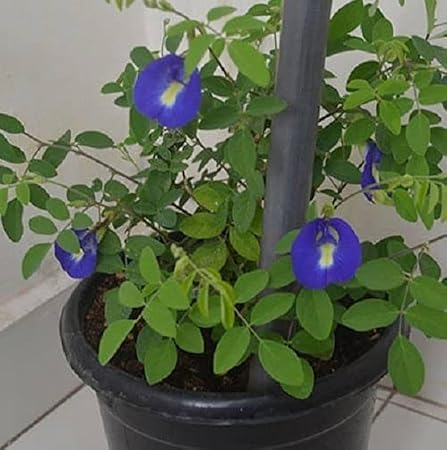 Premium Blue Aprajita Flower (Butterfly Pea) | Natural Herbal Tea Flowers for Detox, Skin Care & Wellness | Dried Blue Pea Flowers Hygienically Packed