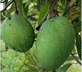 Bombay Mango Grafted Plant