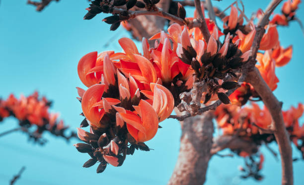 Dwarf Pink Palash Flowering Tree Plant, Butea Monosperma Ornamental Live Plant, 40 cm Height, Outdoor Garden Plant
