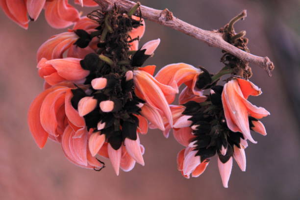 Dwarf Pink Palash Flowering Tree Plant, Butea Monosperma Ornamental Live Plant, 40 cm Height, Outdoor Garden Plant