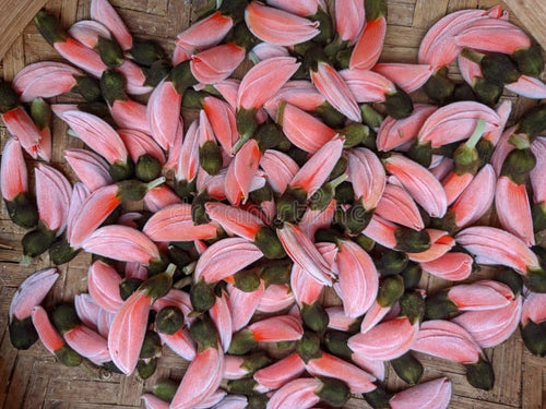Dwarf Pink Palash Flowering Tree Plant, Butea Monosperma Ornamental Live Plant, 40 cm Height, Outdoor Garden Plant
