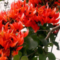 PlantExotic Rare All Time Dwarf Red Palash/Butea Very Rare Flowering Tree Plant[Butea Monosperma Ornamental/Medicinal Live Plant [Healthy Plant For Home & Garden]