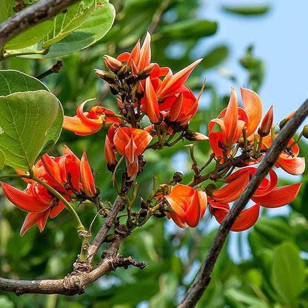 PlantExotic Rare All Time Dwarf Red Palash/Butea Very Rare Flowering Tree Plant[Butea Monosperma Ornamental/Medicinal Live Plant [Healthy Plant For Home & Garden]