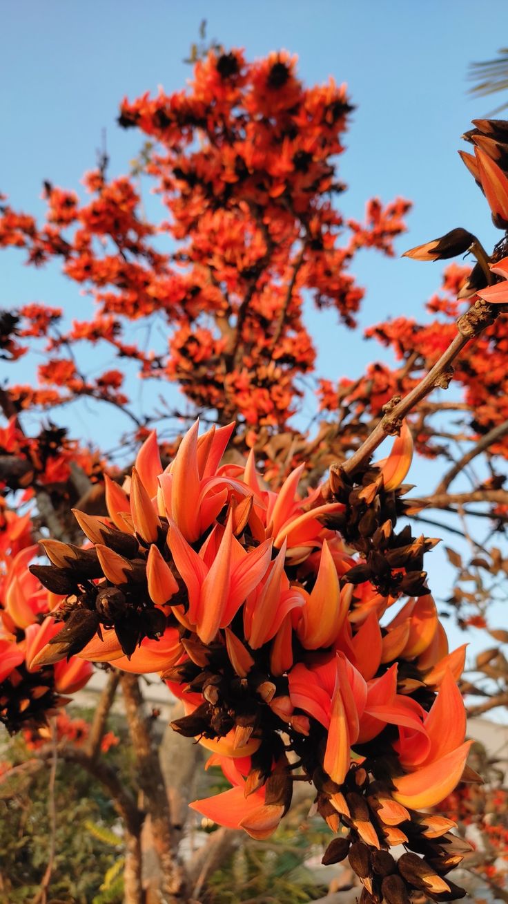 PlantExotic Rare All Time Dwarf Red Palash/Butea Very Rare Flowering Tree Plant[Butea Monosperma Ornamental/Medicinal Live Plant [Healthy Plant For Home & Garden]