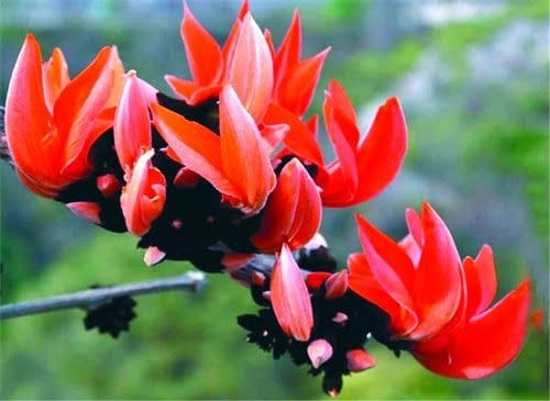 PlantExotic Rare All Time Dwarf Red Palash/Butea Very Rare Flowering Tree Plant[Butea Monosperma Ornamental/Medicinal Live Plant [Healthy Plant For Home & Garden]
