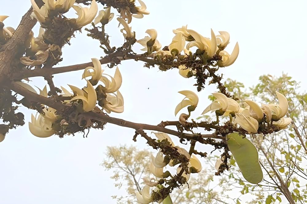 PlantExotic Rare All Time Dwarf White Palash/Butea Very Rare Flowering Tree Plant[Butea Monosperma Ornamental/Medicinal Live Plant [Healthy Plant For Home & Garden]