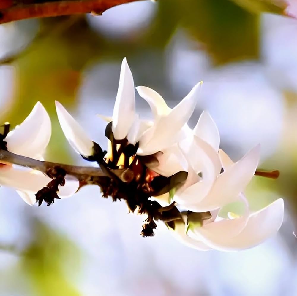 PlantExotic Rare All Time Dwarf White Palash/Butea Very Rare Flowering Tree Plant[Butea Monosperma Ornamental/Medicinal Live Plant [Healthy Plant For Home & Garden]