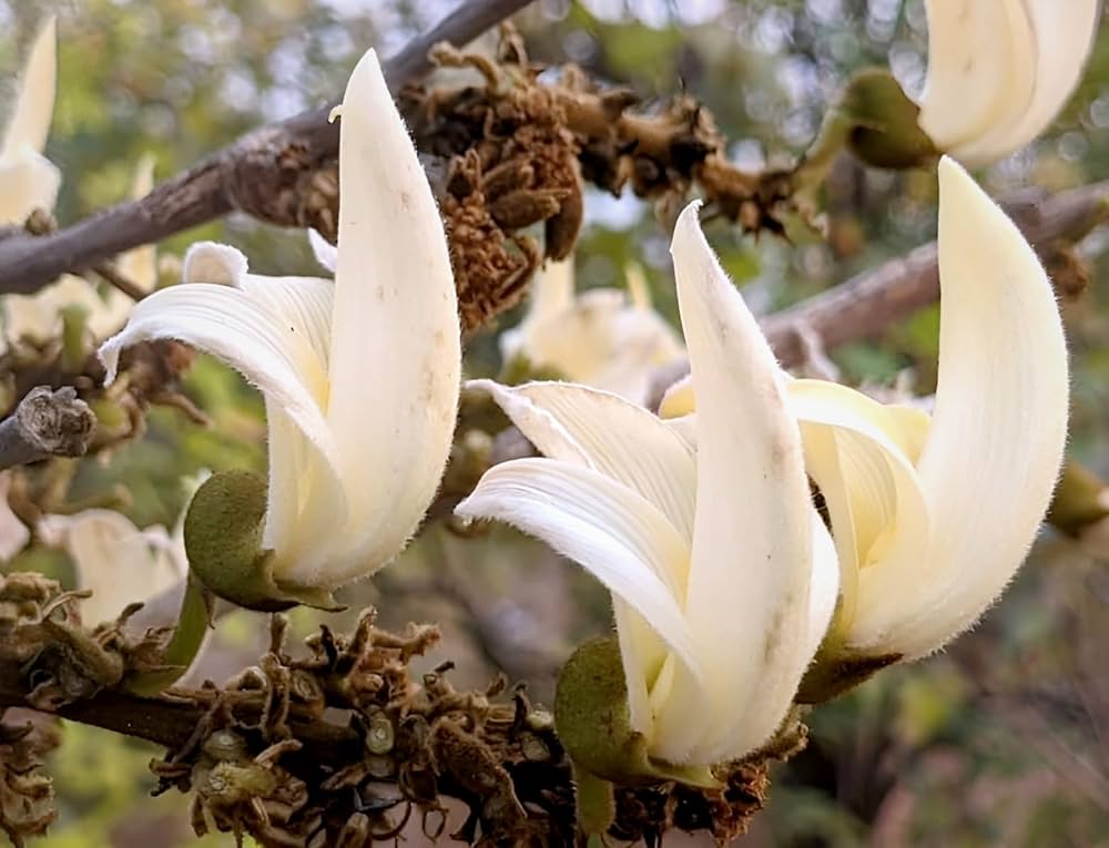 PlantExotic Rare All Time Dwarf White Palash/Butea Very Rare Flowering Tree Plant[Butea Monosperma Ornamental/Medicinal Live Plant [Healthy Plant For Home & Garden]