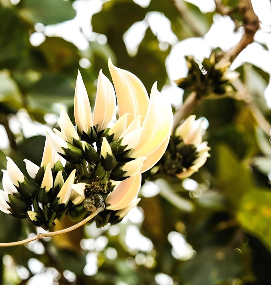 PlantExotic Rare All Time Dwarf White Palash/Butea Very Rare Flowering Tree Plant[Butea Monosperma Ornamental/Medicinal Live Plant [Healthy Plant For Home & Garden]