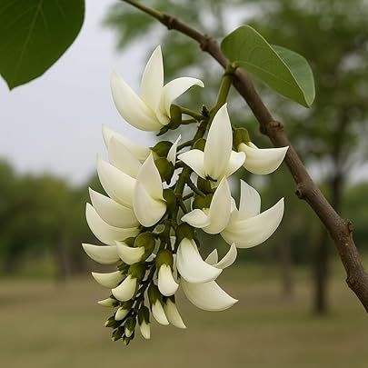 PlantExotic Rare All Time Dwarf White Palash/Butea Very Rare Flowering Tree Plant[Butea Monosperma Ornamental/Medicinal Live Plant [Healthy Plant For Home & Garden]