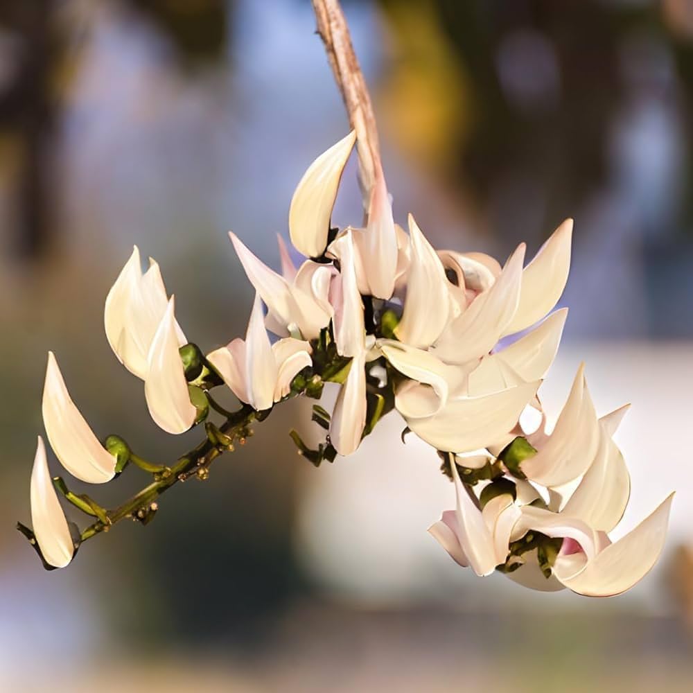 PlantExotic Rare All Time Dwarf White Palash/Butea Very Rare Flowering Tree Plant[Butea Monosperma Ornamental/Medicinal Live Plant [Healthy Plant For Home & Garden]