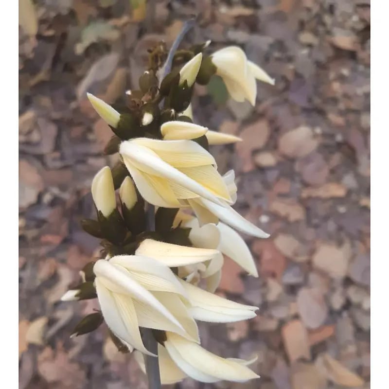 PlantExotic Rare All Time Dwarf White Palash/Butea Very Rare Flowering Tree Plant[Butea Monosperma Ornamental/Medicinal Live Plant [Healthy Plant For Home & Garden]