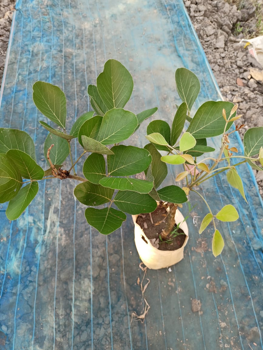 PlantExotic Rare All Time Dwarf Red Palash/Butea Very Rare Flowering Tree Plant[Butea Monosperma Ornamental/Medicinal Live Plant [Healthy Plant For Home & Garden]