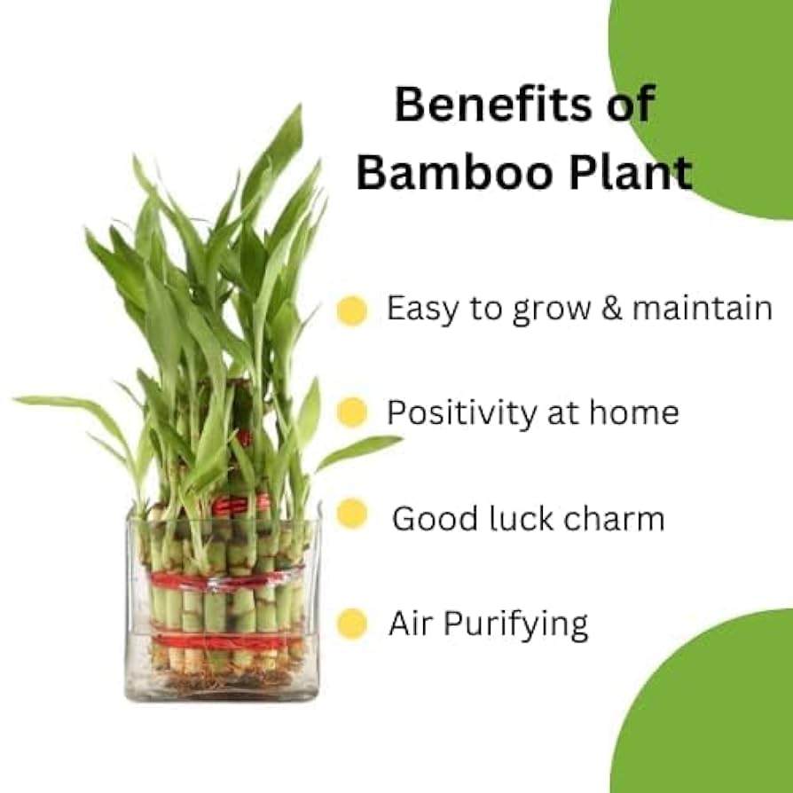 Lucky Bamboo 2 Layer Indoor Plant with Decorative Stones | Feng Shui Table Top Plant