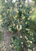 Plant Exotic Apple Hot Climate Plant (Grafted & Hybrid) | Live Apple Fruit Plant | Early Fruiting Variety for Home Garden, Balcony & Terrace