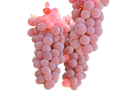Plant Exotic Pink Grapes Plant Dwarf Variety | Live Fruit Vine | Sweet & Juicy Grapes | Home Garden & Terrace Gardening