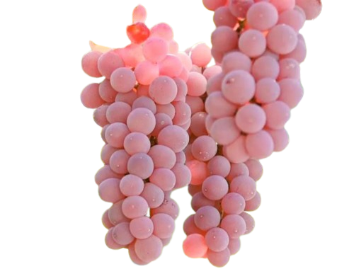 Plant Exotic Pink Grapes Plant Dwarf Variety | Live Fruit Vine | Sweet & Juicy Grapes | Home Garden & Terrace Gardening