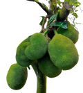 Plant Exotic Vietnam Super Early Jackfruit Plant | Live Grafted Fruit Plant | High Yield | Home Garden & Farm Plantation