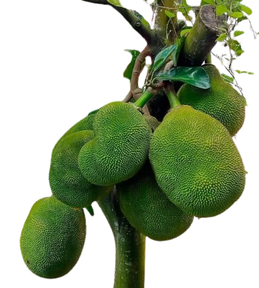 Plant Exotic Vietnam Super Early Jackfruit Plant | Live Grafted Fruit Plant | High Yield | Home Garden & Farm Plantation