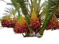 Plant Exotic Dwarf Arabian Date Palm Live Plant (Phoenix dactylifera) | Premium Fruit Plant for Home Garden