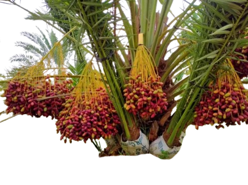 Plant Exotic Dwarf Arabian Date Palm Live Plant (Phoenix dactylifera) | Premium Fruit Plant for Home Garden