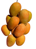 Plant Exotic Kesar Mango Live Grafted Plant | Premium Sweet Mango Variety | Fast Fruiting Fruit Plant for Home Garden, Terrace & Farm | Healthy Live Sapling