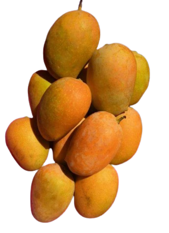 Plant Exotic Kesar Mango Live Grafted Plant | Premium Sweet Mango Variety | Fast Fruiting Fruit Plant for Home Garden, Terrace & Farm | Healthy Live Sapling
