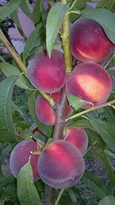 Aadu Sharbati Peach Live Grafted Plant | Prunus Persica Fruit Tree