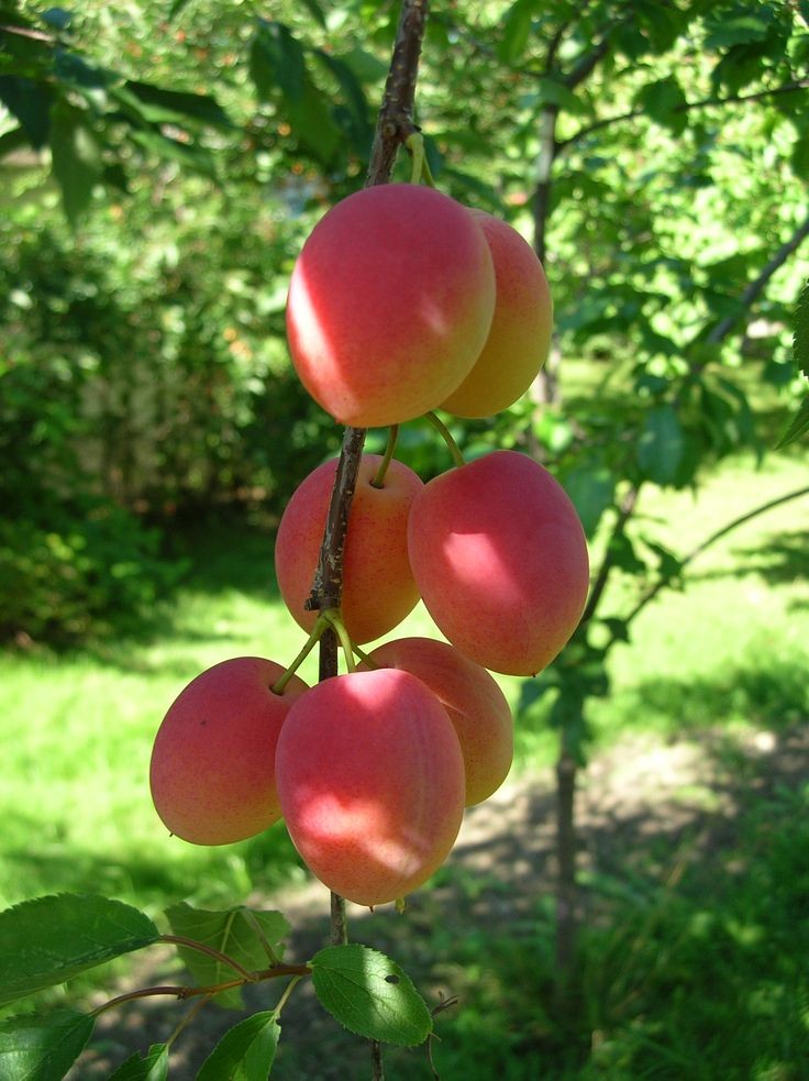 Aadu Sharbati Peach Live Grafted Plant | Prunus Persica Fruit Tree