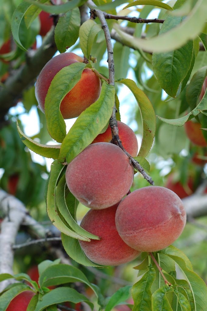 Aadu Sharbati Peach Live Grafted Plant | Prunus Persica Fruit Tree