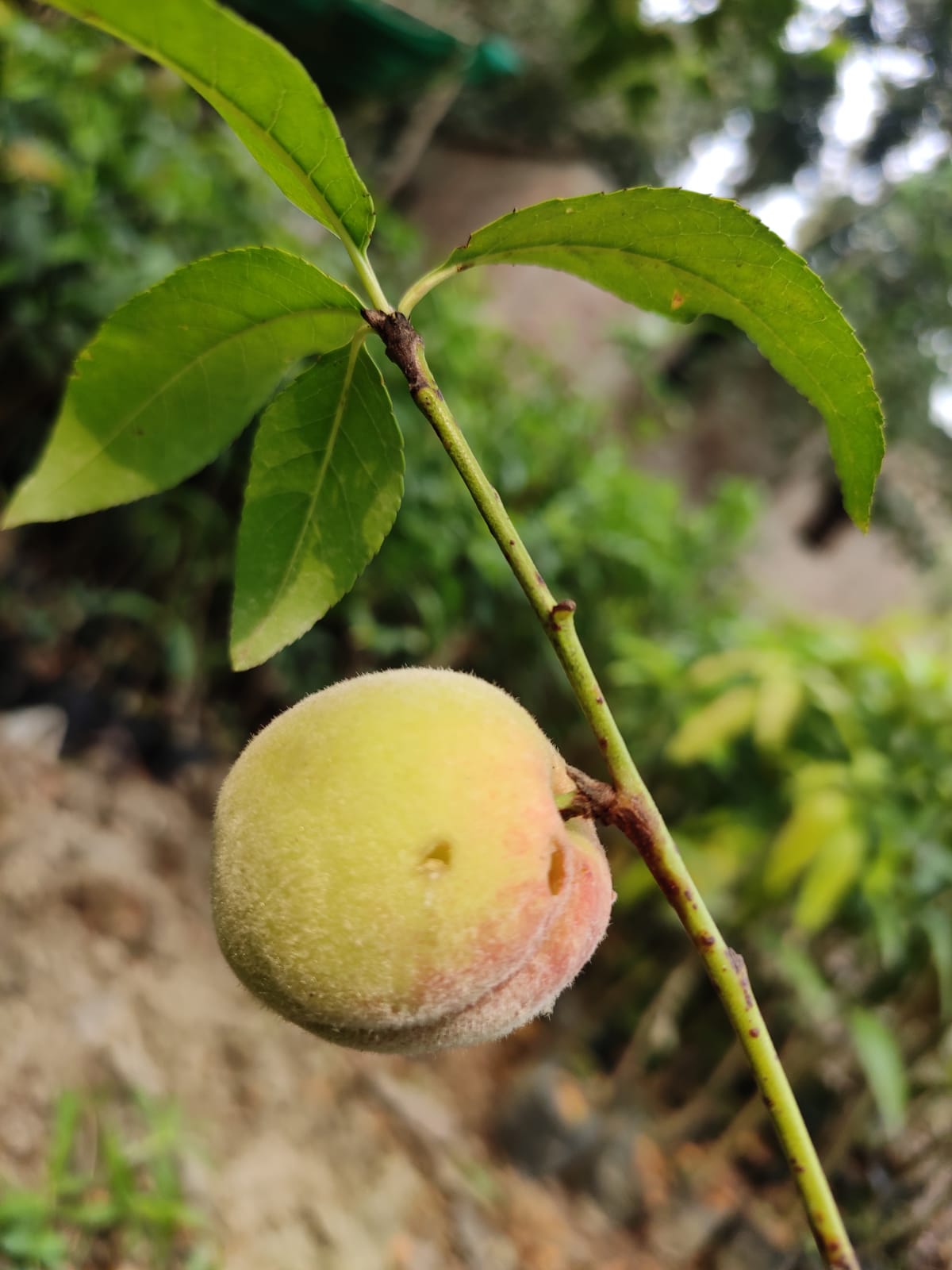 Aadu Sharbati Peach Live Grafted Plant | Prunus Persica Fruit Tree